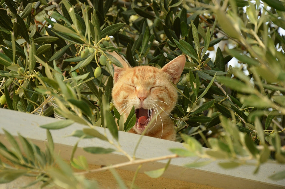 Ziggy - 5 friandises saines pour mon chat