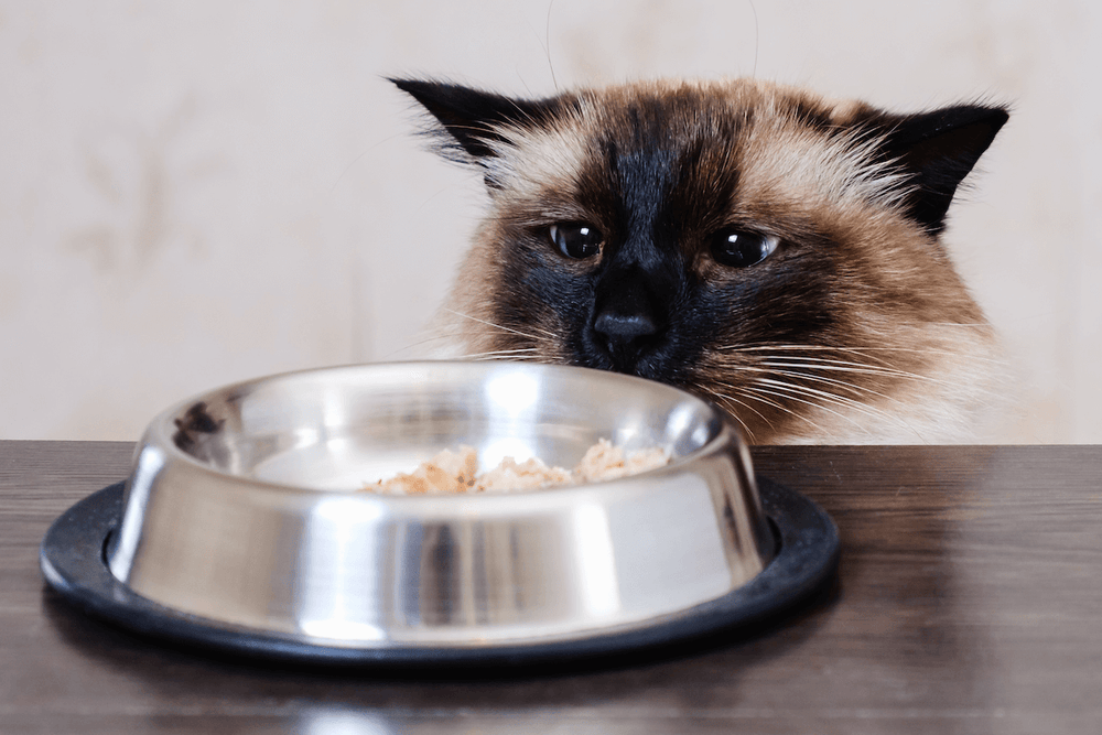 Chat devant une gamelle de poisson blanc - 5 friandises saines pour mon chat