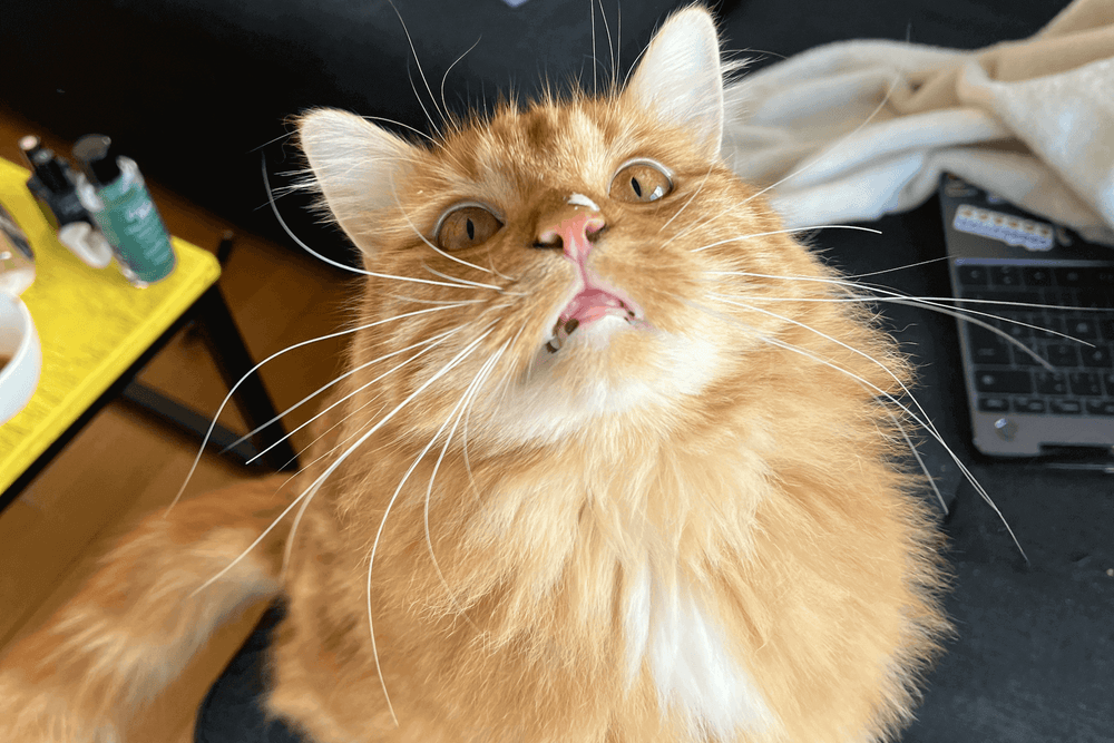 Chat qui a du yaourt sur le nez - 5 friandises saines pour mon chat