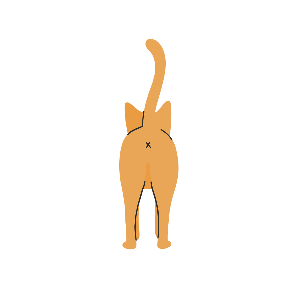 Illustration arrière d'un chat - Mon chat est obèse : quelle alimentation lui donner ?