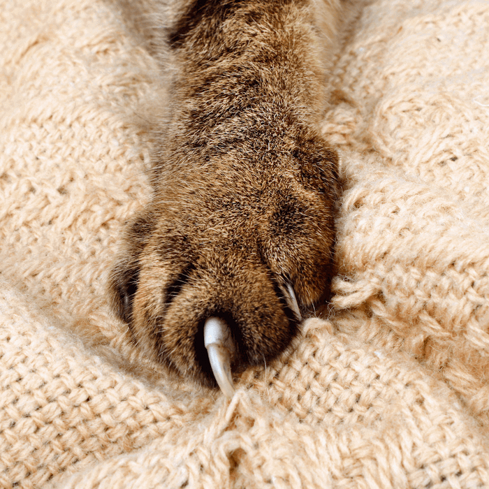 Patte de chat avec des griffes - 10 preuves que nos chats sont des espions