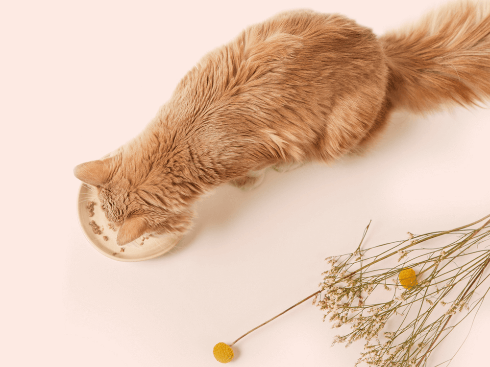 Chat adulte stérilisé qui mange de la pâtée saine Ziggy