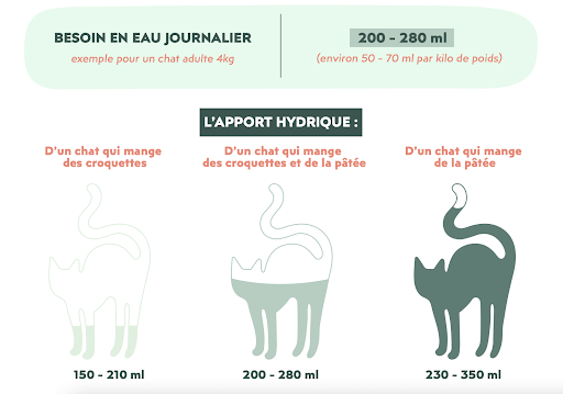 Ziggy - Mon chat ne boit pas, est-ce normal ?