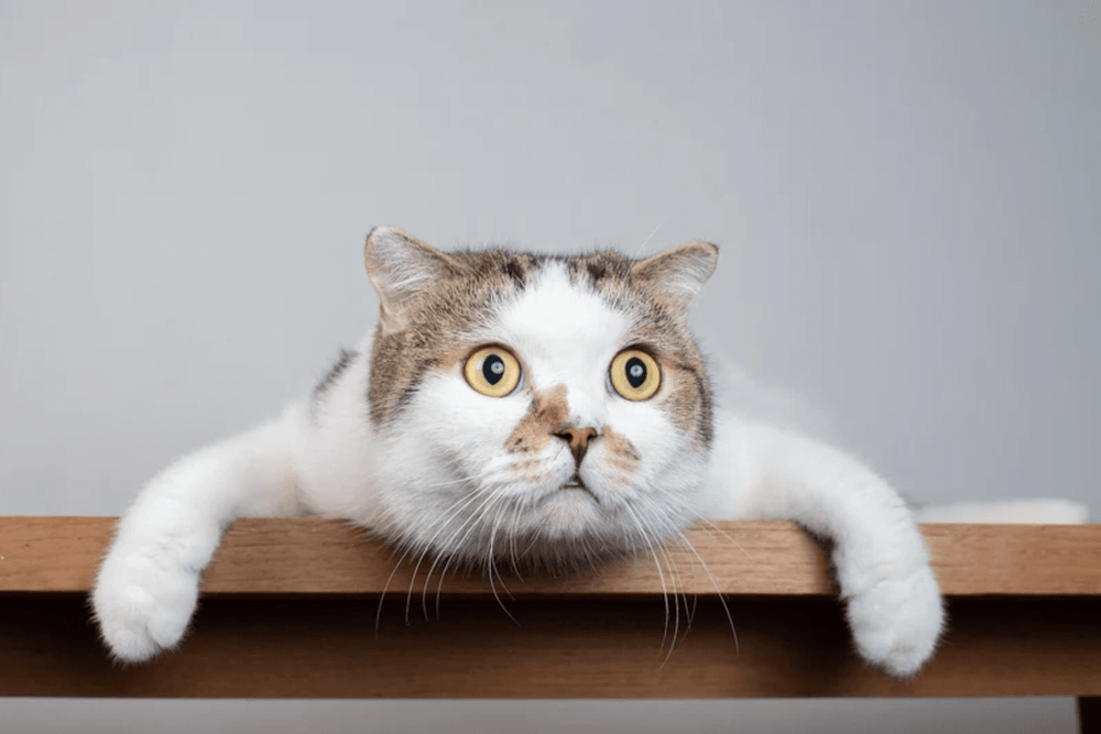 chat étonné sur les idées reçues sur son alimentation - 15 idées reçues sur l’alimentation de votre chat