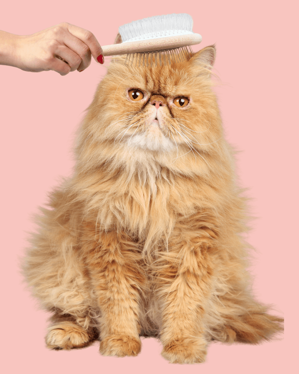 Chat adulte stérilisé roux à poils longs qui se fait brosser avec la brosse pour chats double tête Ziggy