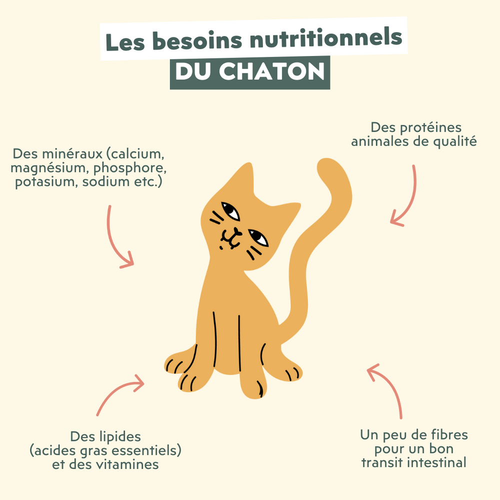 Les besoins nutritionnels du chaton - Quelle alimentation choisir pour un chaton de 2 à 12 mois ?
