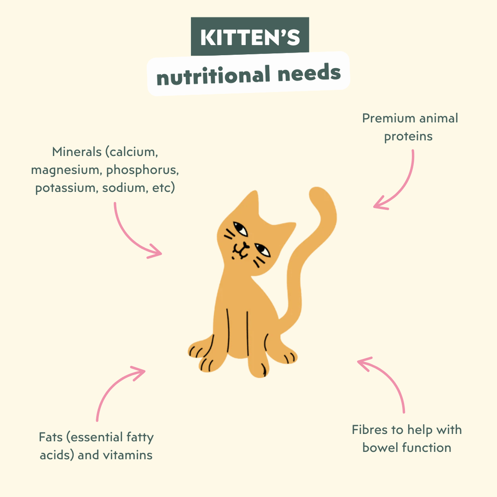 Ziggy - What’s the best diet for my kitten (aged 2 to 12 months)?