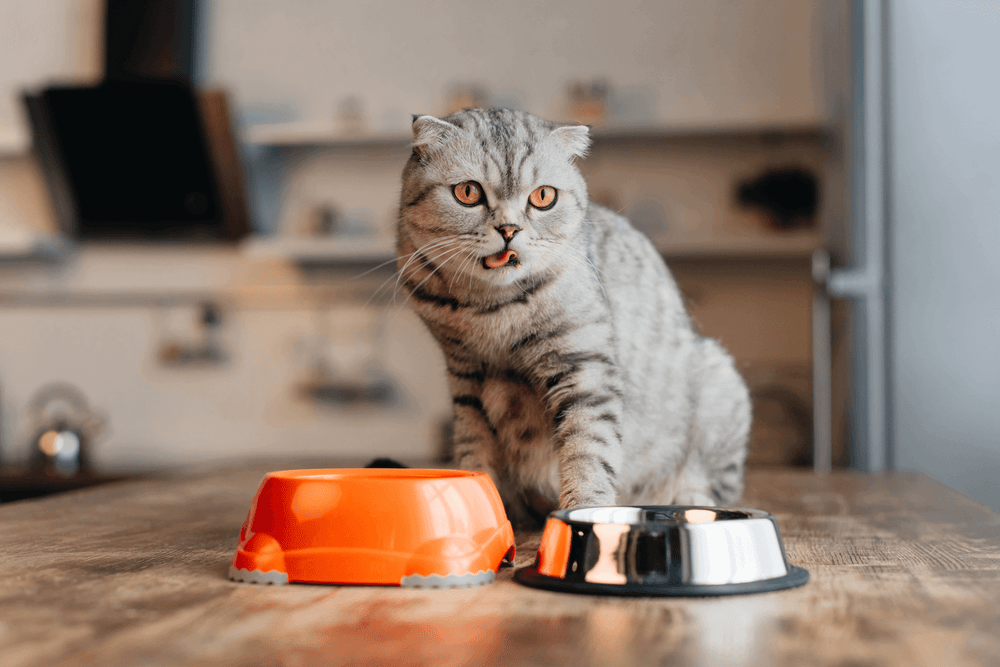 chat devant ses gamelles - Nebenprodukte im Futter meiner Katze, was ist das?