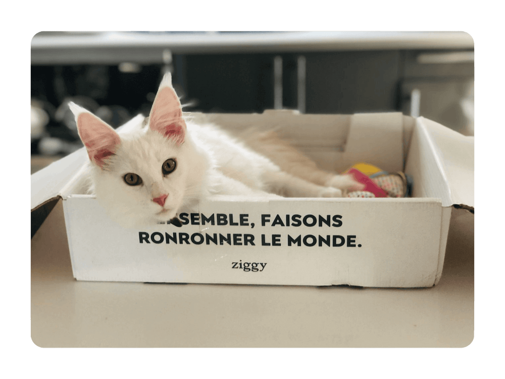 Jeune Maine Coon blanc dans un carton Ziggy pour chat