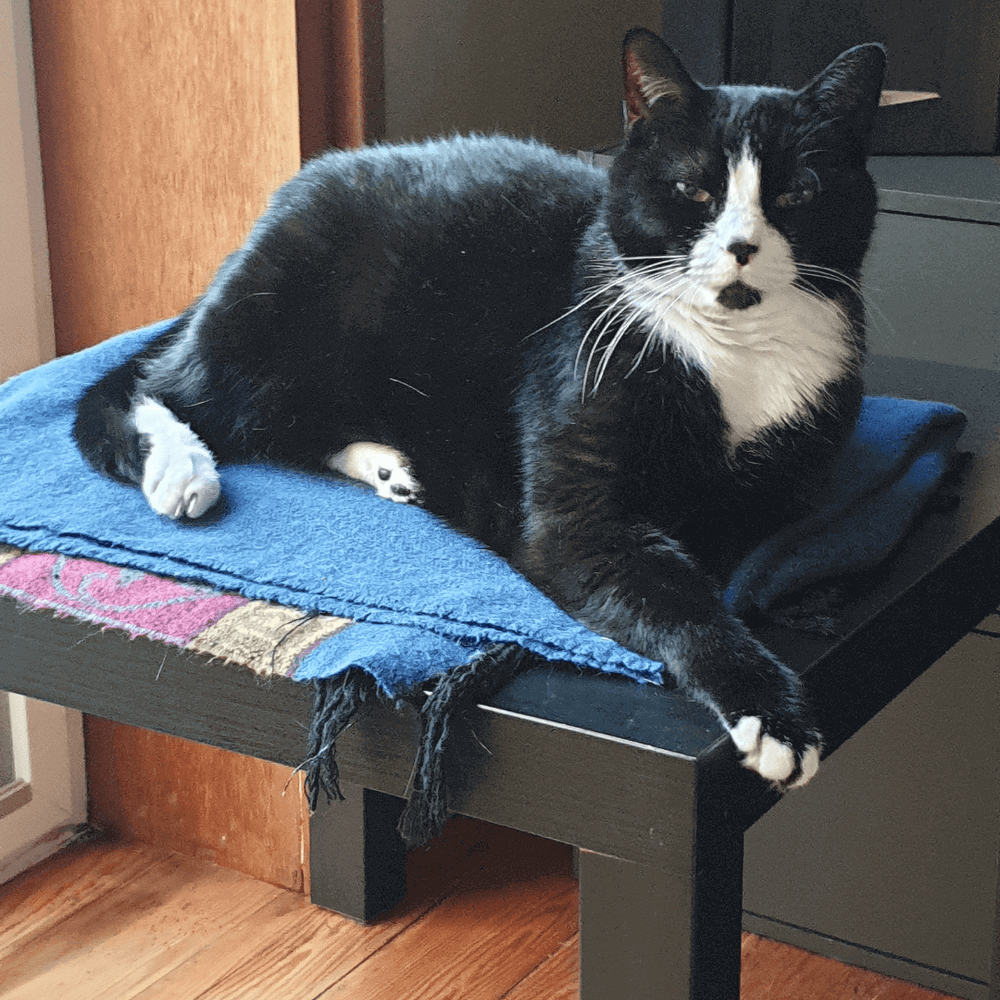 Chat qui s'ennuie allongé sur une table - 5 signes que votre chat s’ennuie