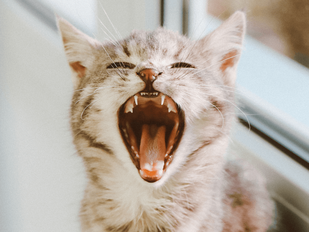 Chaton blanc tigré qui baille - Mauvaise haleine chez le chat : comprendre et traiter ce problème