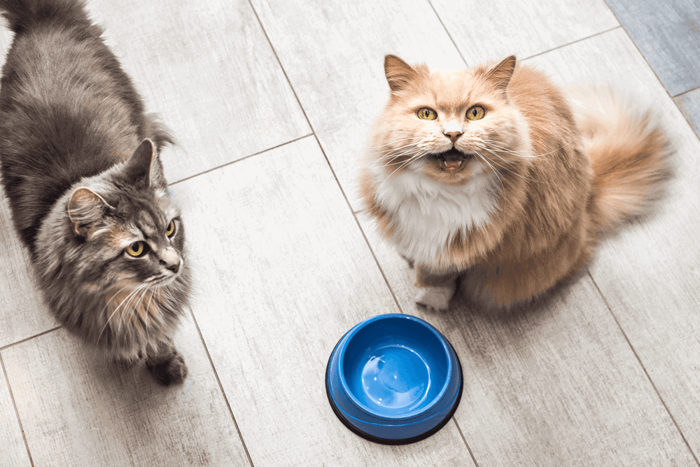Chat devant sa gamelle attendant ses meilleures croquettes - Wie wählt ihr das beste Trockenfutter für eure Katze aus?
