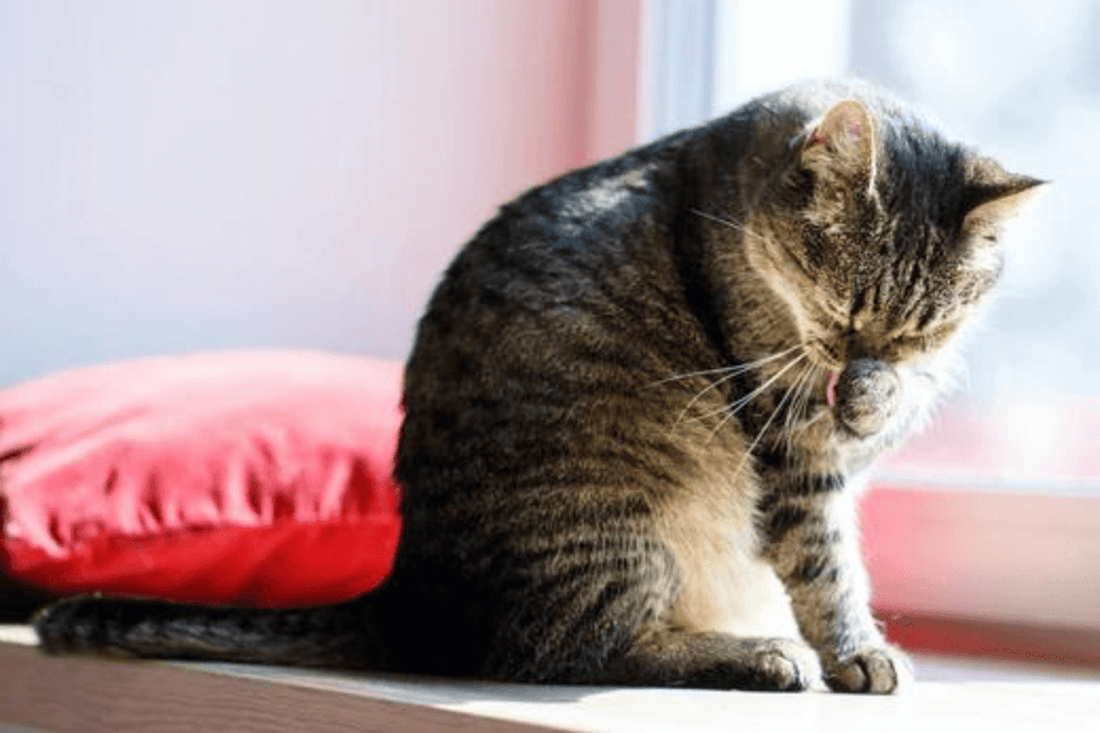 chat tigré fait sa toilette - My cat has greasy fur: why and what should I do?