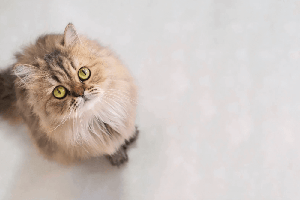 Chat qui perd ses poils - Mon chat perd ses poils : pourquoi et que faire ?
