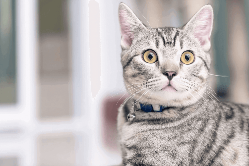 chat étonné car il pète - Mon chat pète beaucoup, est-ce normal ?
