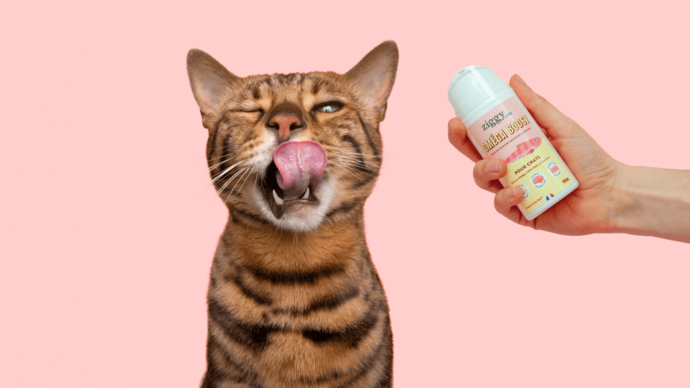 Header lancement huile de poisson & d'algues pour chat Oméga Boost de Ziggy avec un chat qui se lèche les babines et le flacon d'huile - Fischöl für Katzen: Nutzen, Vorteile und Tipps