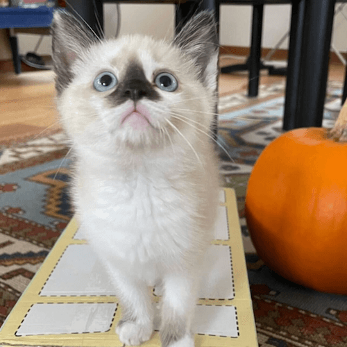 nom de chat Ziggy en U - Mehr als 200 Chatnamen in U bis 2023