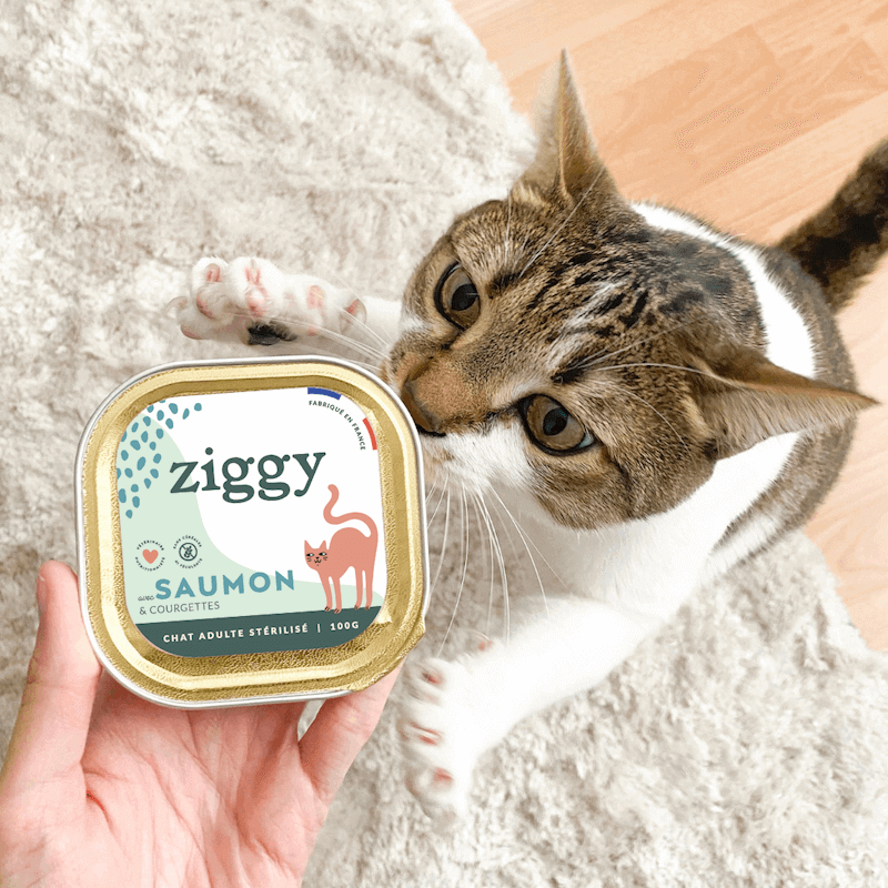 Chat adulte stérilisé qui attrape la pâtée Ziggy au saumon pour chat adulte stérilisé, saine et sans céréales - Mäuse, Vögel: Warum bringt mir meine Katze ihre Beute zurück?