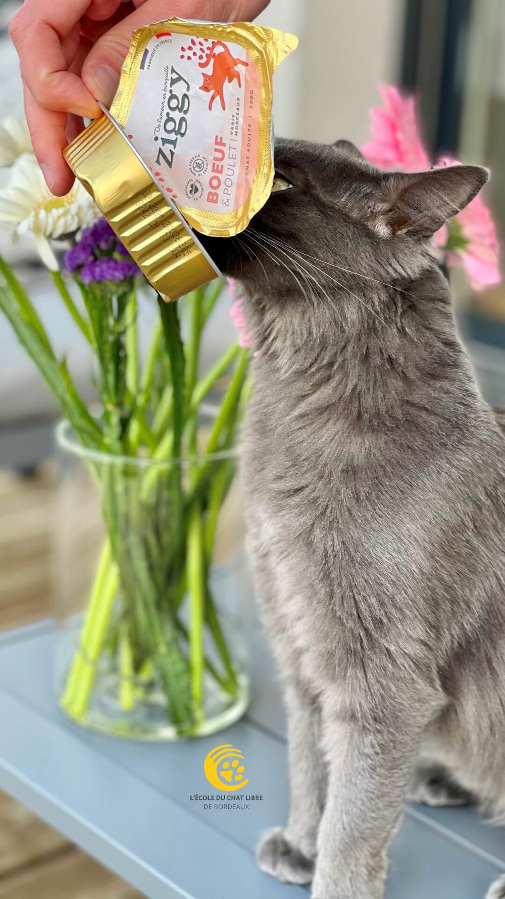 Chat adulte stérilisé gris qui mange de la pâtée Ziggy
