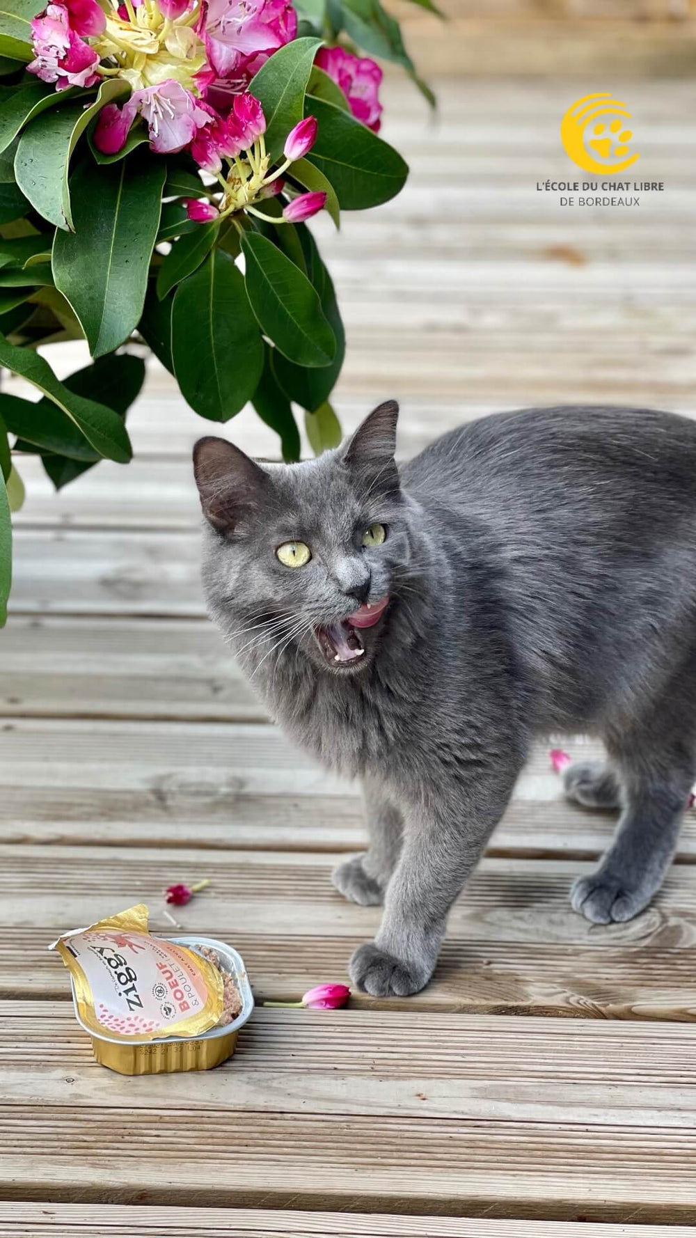 Chat gris qui mange une pâtée sans céréales