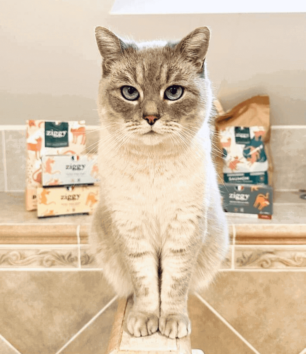 Chat adulte stérilisé devant croquettes et pâtées pour chat sans céréales