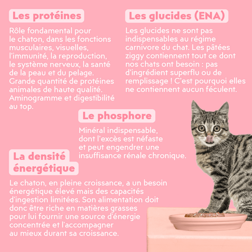 Composition analytique de la pâtée pour chaton Ziggy à la truite, saine et sans amidon