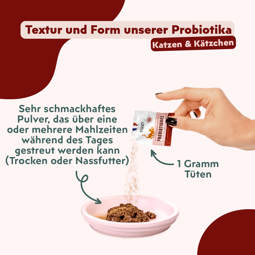 Ziggy - Warum und wann sollte man Probiotika an seine Katze geben?