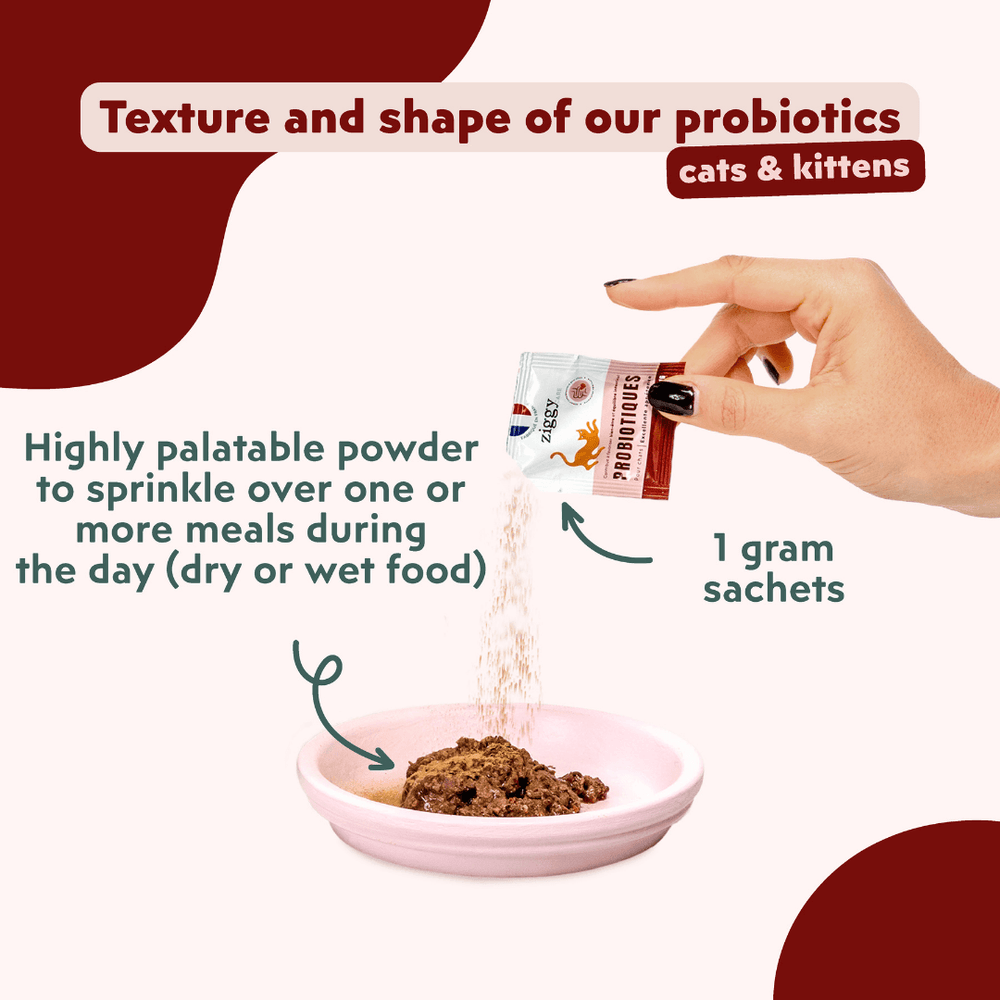 Ziggy - The benefits of probiotics for cats