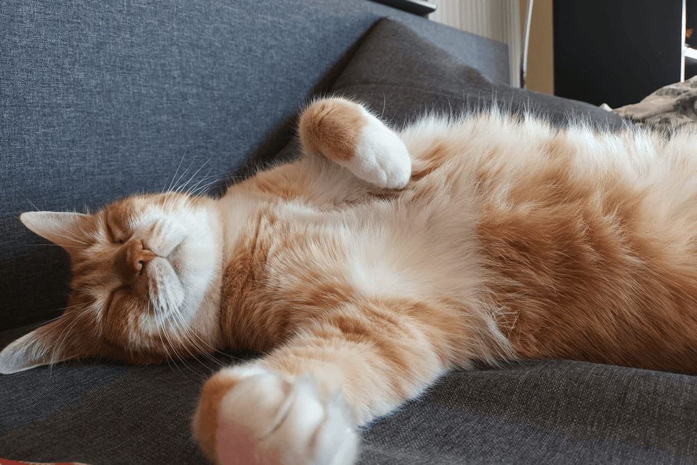 chat qui dort sur le dos - Les 5 positions de votre chat quand il dort et leur signification