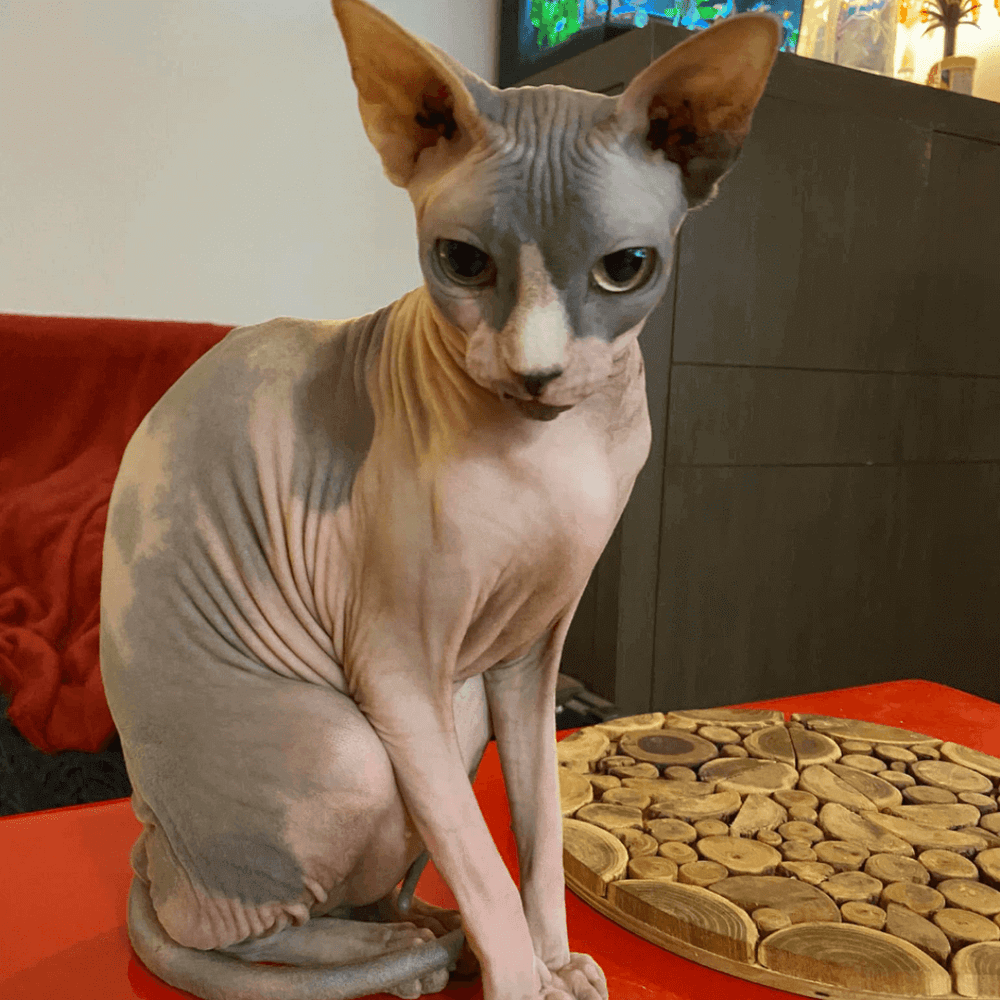 chat sphynx assis sur une table - Alimentation Sphynx : comment bien nourrir son chat ?
