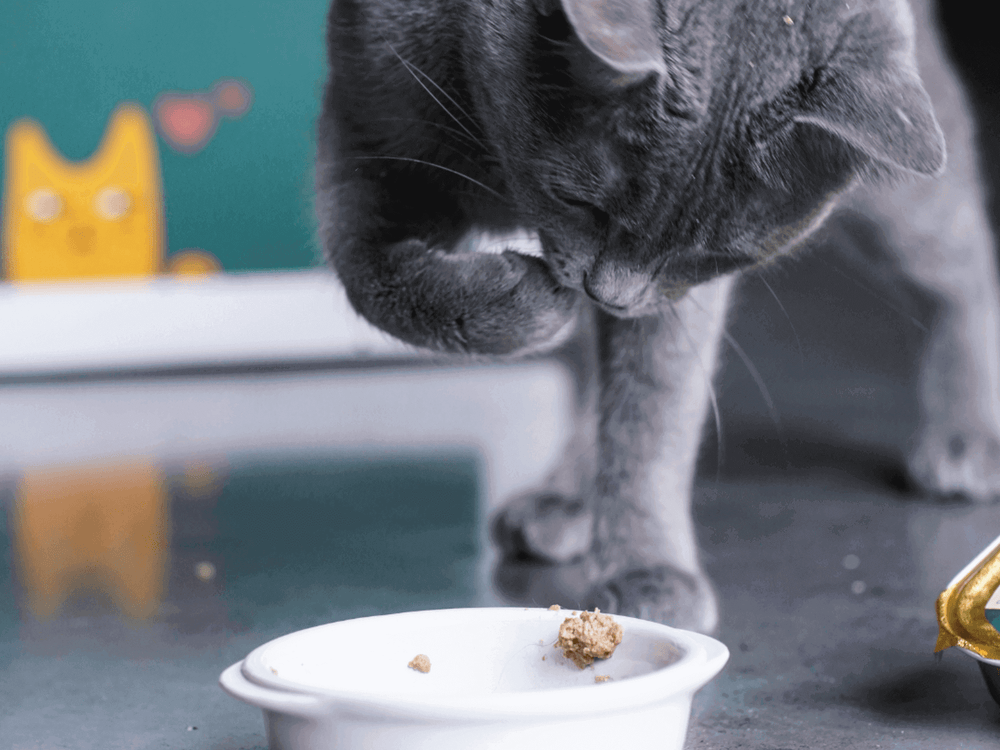 Chat adulte stérilisé gris qui attrape un morceau de pâtée Ziggy et qui le mange - Problèmes urinaires chez le chat : causes et préventions