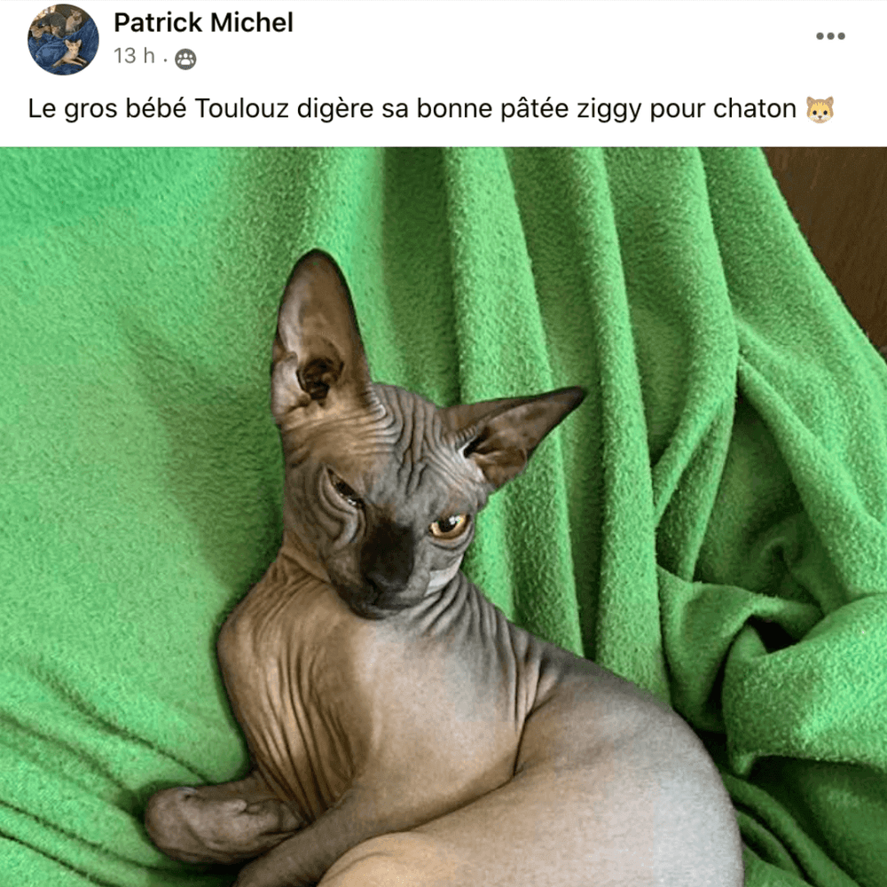 chat sphynx nourris avec Ziggy - Alimentation Sphynx : comment bien nourrir son chat ?