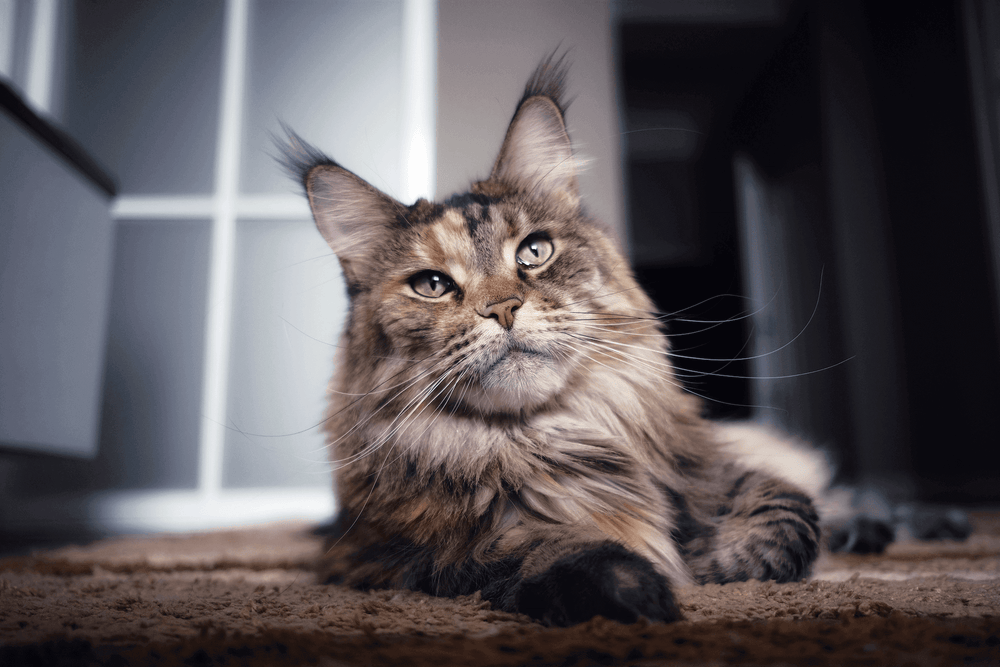 Ziggy - Alimentation : comment bien nourrir son chat Maine Coon ?
