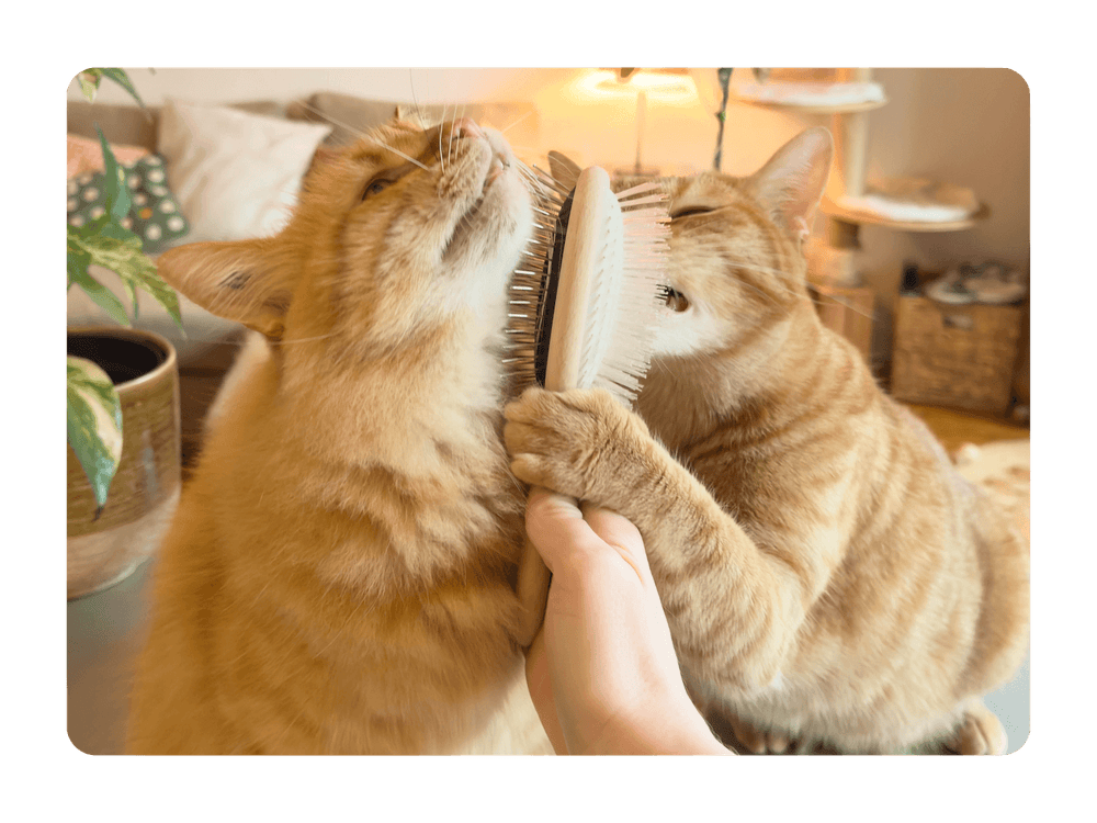 Chats adultes roux qui se font brosser avec la brosse pour chat double tête Ziggy