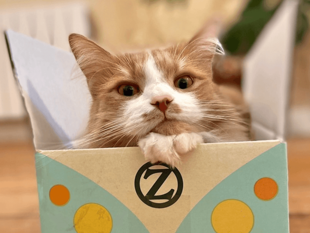 Chat heureux et en bonne santé dans une boîte en carton - 10 signes d’un chat en bonne santé