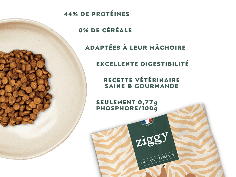 Spécificités et bienfaits des croquettes Ziggy pour chat adulte maine coon au poulet