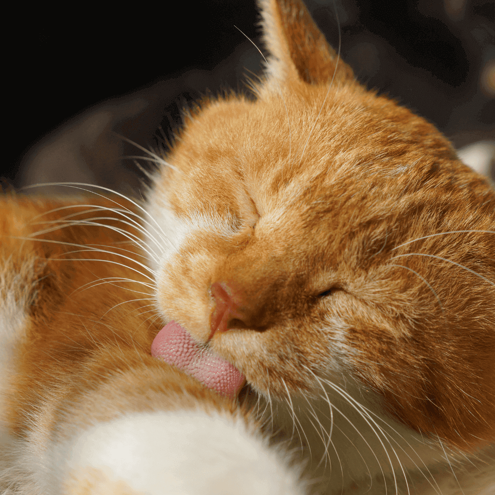 Un chat qui se lèche la patte - 5 signes que votre chat s’ennuie