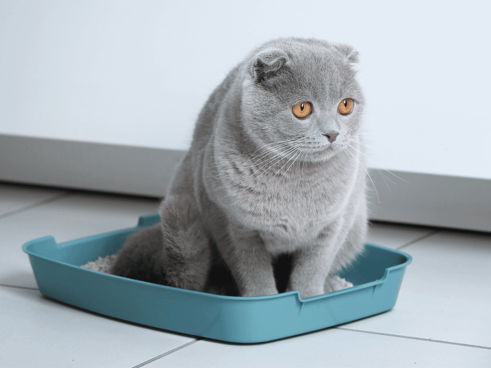 Chat dans sa litière souffrant de calculs urinaires - Problèmes urinaires chez le chat : causes et préventions