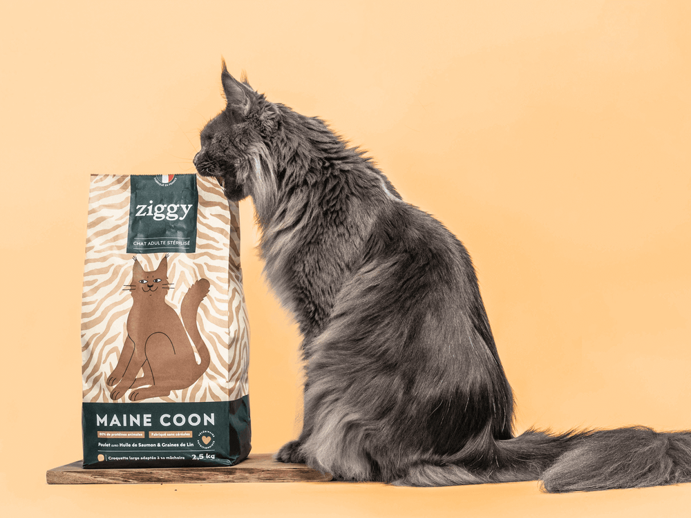 Chat Maine Coon mordant un paquet de croquettes pour Maine Coon