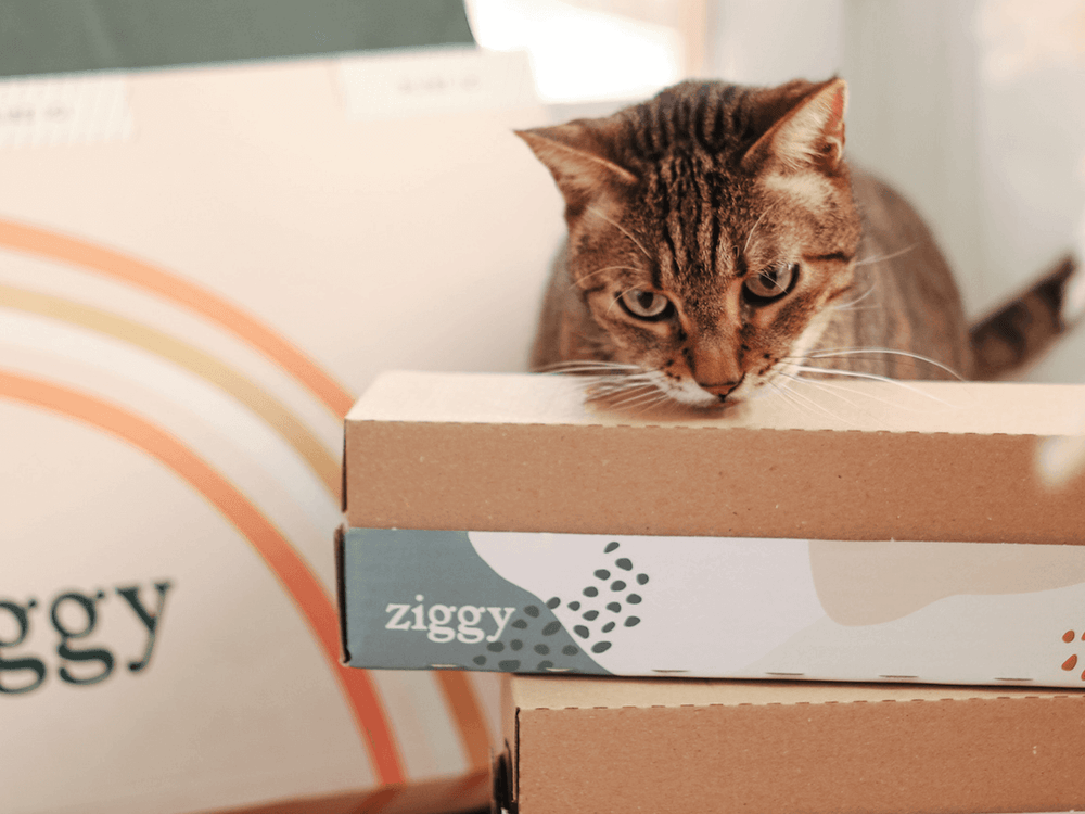 chat senior qui sent les lots de pâtées sans céréales Ziggy