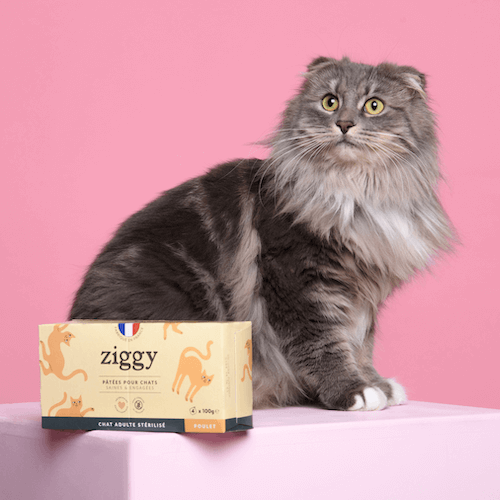 Chat à côté de la pâtée pour chat au poulet sans céréales