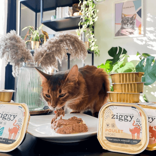 Chat qui mange la pâtée pour chat au poulet saine, française et sans céréale