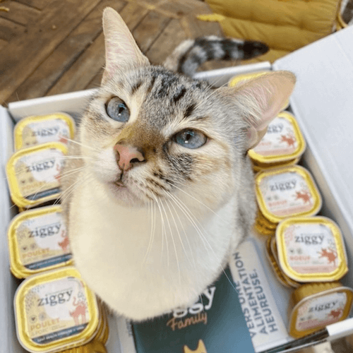 Coffret Découverte Pâtées - Poulet, Saumon, Boeuf