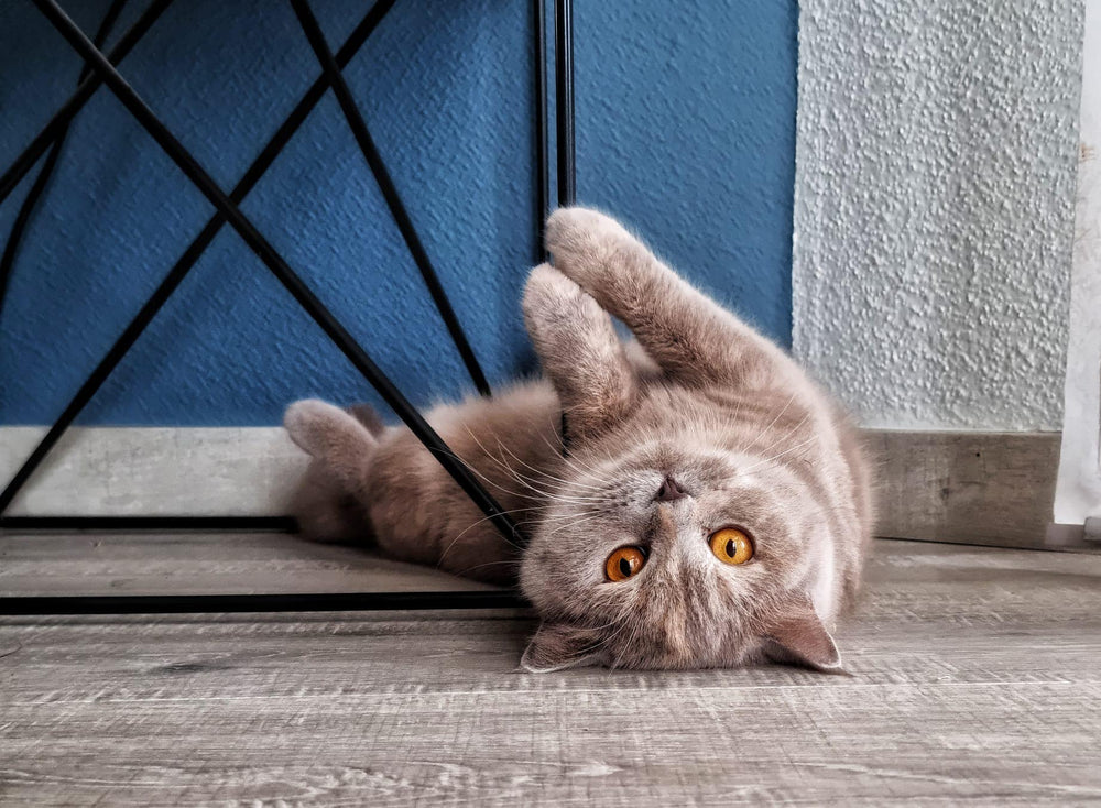 Chat allongé sur le sol  