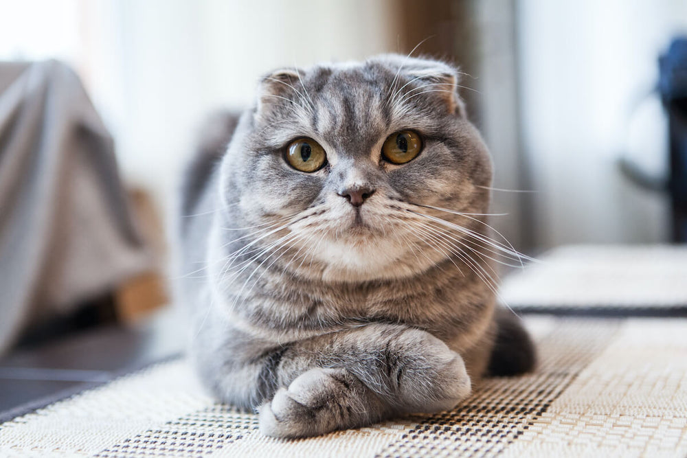 scottish fold gris croise les pattes