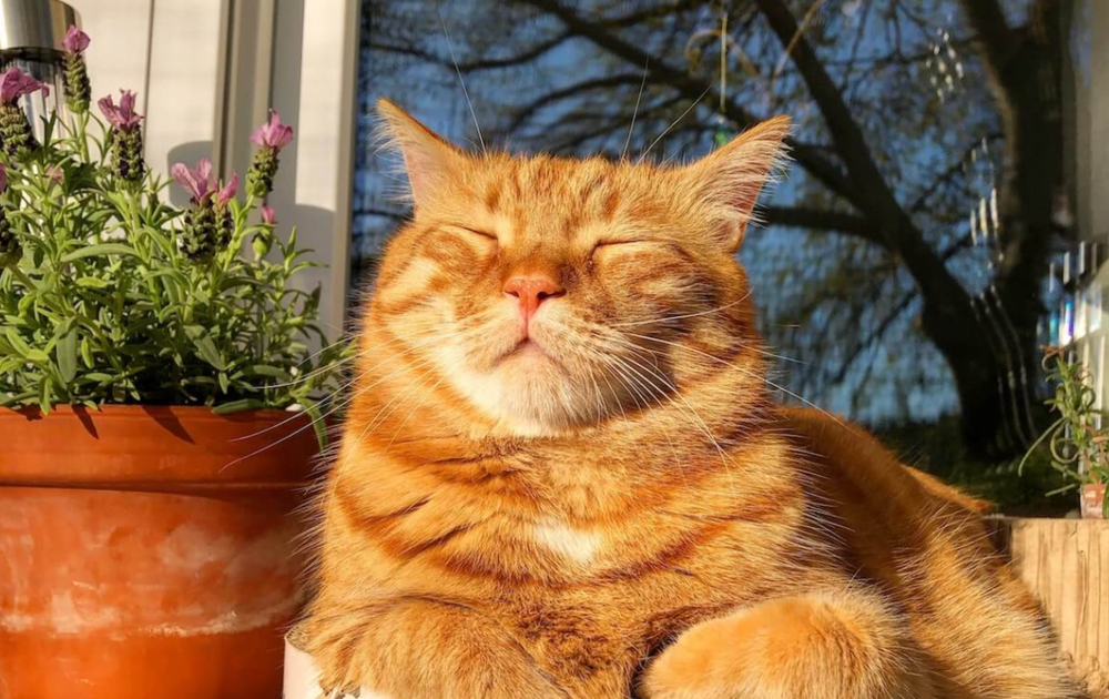 chat roux au soleil
