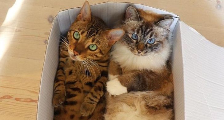 deux adorables chats allongés dans un carton