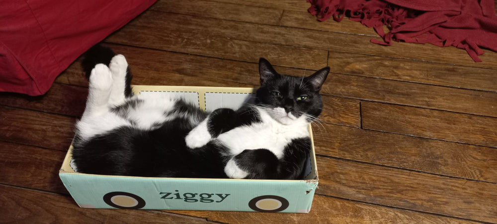 chat allongé dans un carton attendant son humain majordome