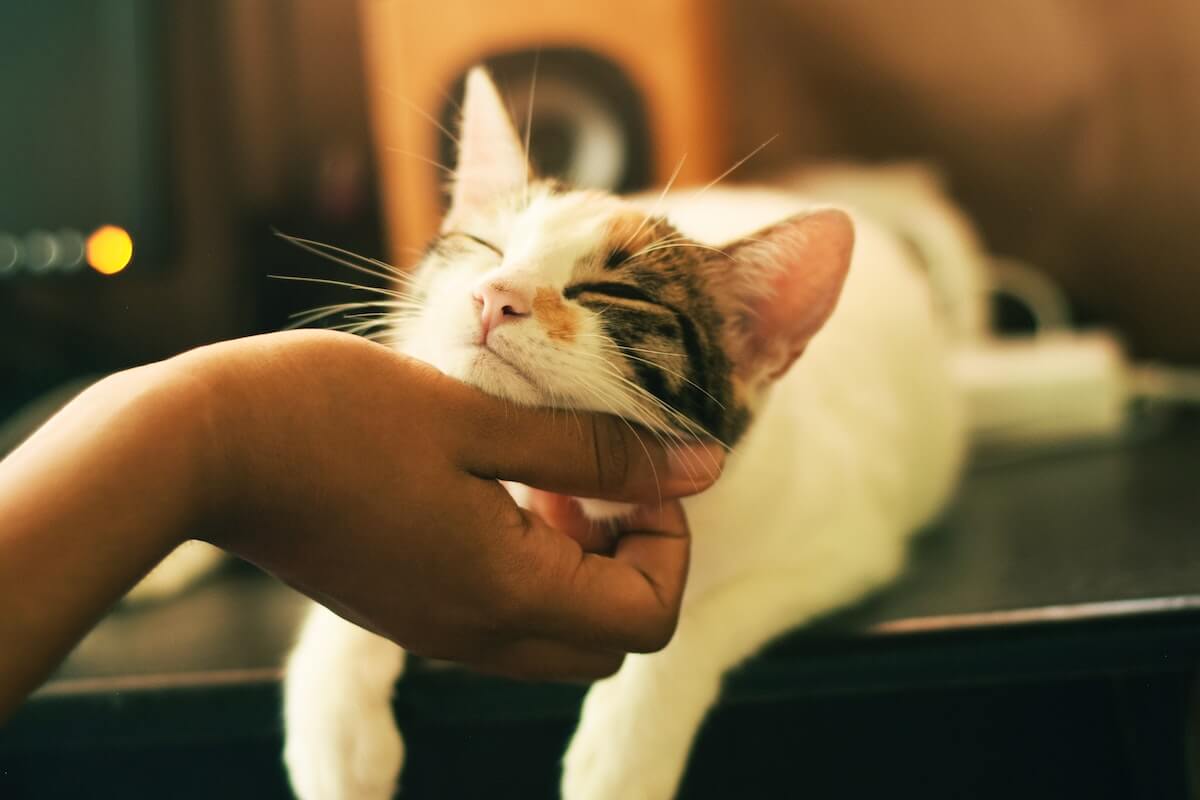 chat isabelle recevant des caresses