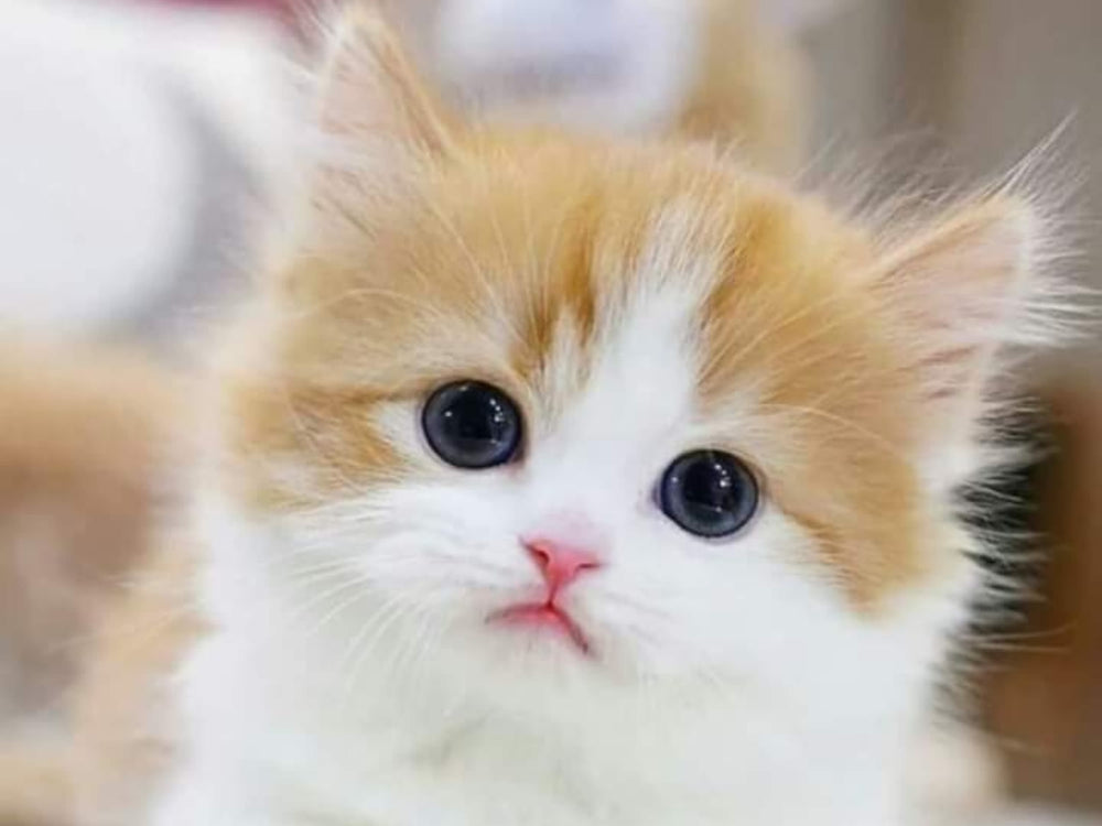 chaton mâle allongé 